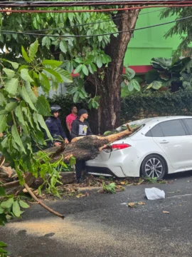 Vaguada derriba árboles y deja nuevos daños en Gascue, Piantini, Naco y otros barrios de Santo Domingo