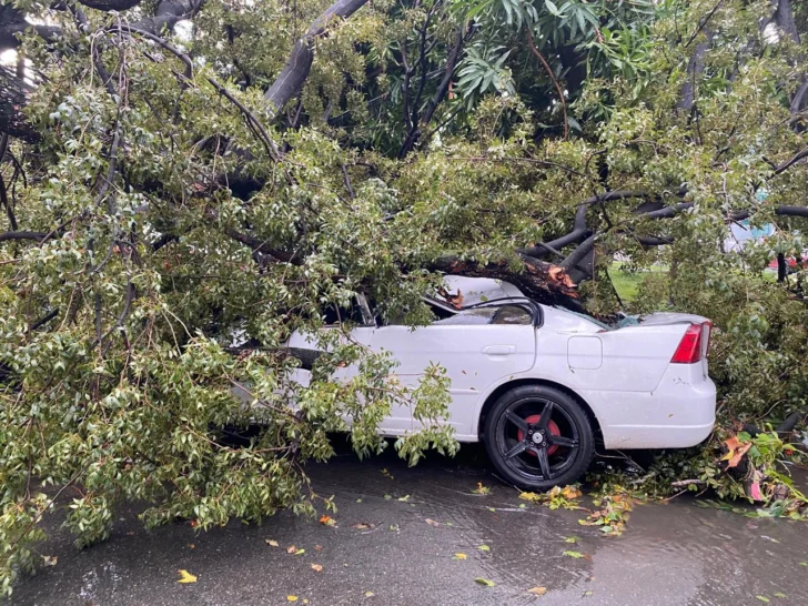 Vaguada derriba árboles y deja nuevos daños en Gascue, Piantini, Naco y otros barrios de Santo Domingo Vaguada derriba árboles y deja nuevos daños en Gascue, Piantini, Naco y otros barrios de Santo Domingo