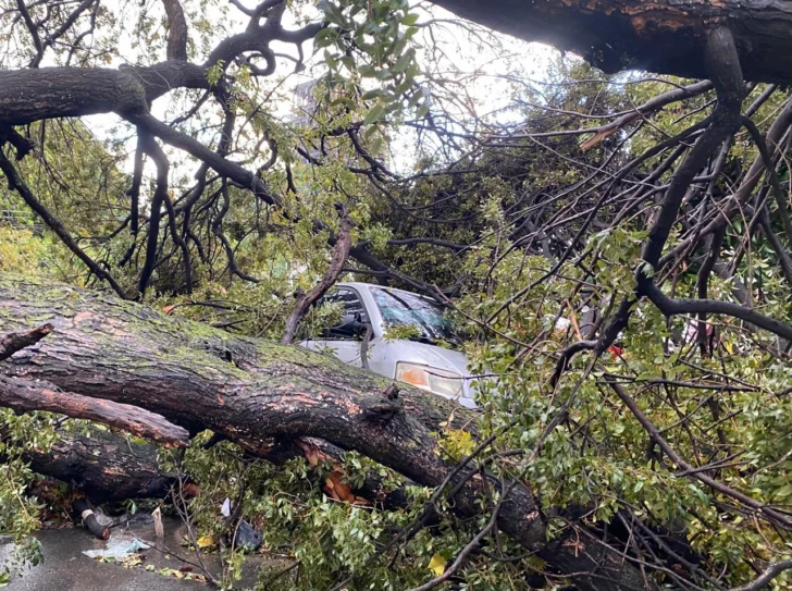 Vaguada derriba árboles y deja nuevos daños en Gascue, Piantini, Naco y otros barrios de Santo Domingo Vaguada derriba árboles y deja nuevos daños en Gascue, Piantini, Naco y otros barrios de Santo Domingo