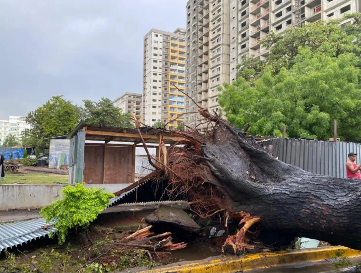 Vaguada derriba árboles y deja nuevos daños en Gascue, Piantini, Naco y otros barrios de Santo Domingo Vaguada derriba árboles y deja nuevos daños en Gascue, Piantini, Naco y otros barrios de Santo Domingo