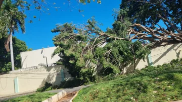 Un árbol derriba parte del Colegio Médico Dominicano: otra daño de la vaguada que puso en alerta roja a Santo Domingo