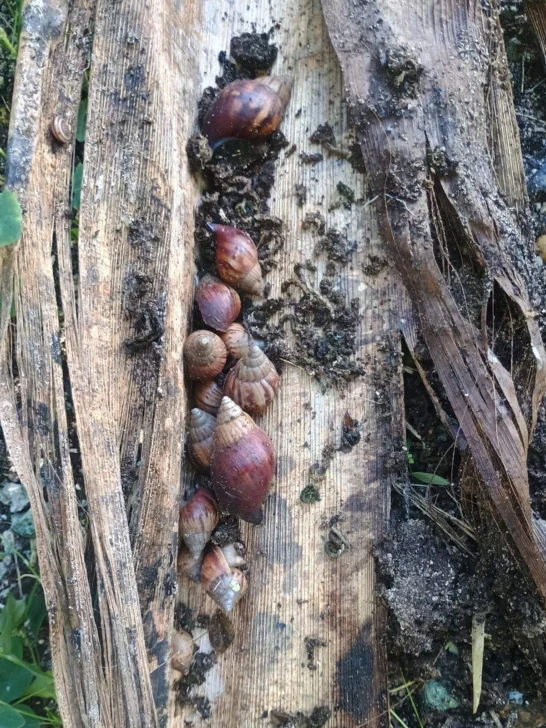 Agricultura paga más de RD$ 59 millones a técnicos y jornaleros de programas sanitarios