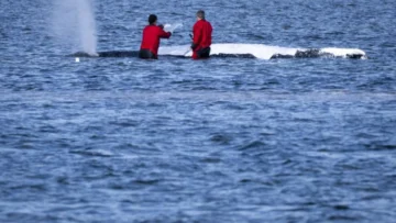 Liberan en el mar del Norte a la ballena varada en Alemania, apodada Timmy