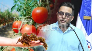 INTEC evalúa uso del sargazo como biofertilizante y reporta resultados favorables en cultivo de tomate INTEC evalúa uso del sargazo como biofertilizante y reporta resultados favorables en cultivo de tomate