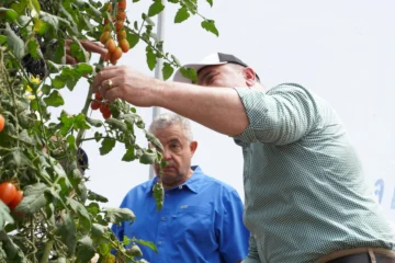 Tomate cherry dominicano: más de 17 millones de libras exportadas a EE.UU. en año y medio