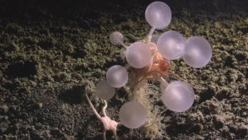 El tiburón fantasma, la esponja carnívora y otras 1.100 especies marinas descubiertas en solo un año