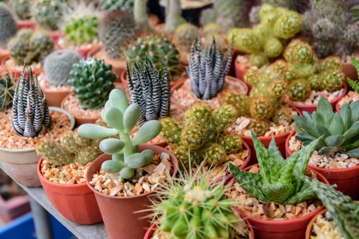 ¿No sabes que regalarle a mamá? Mira estas recomendaciones para que regales sin que afecte tu bolsillo