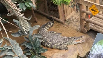 El caso del niño de 3 años que acabó en el foso de los cocodrilos de un zoológico de Reino Unido