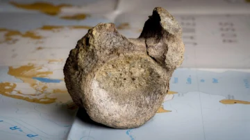 Encuentran el primer hueso de un dinosaurio de la Antártida… en un cajón