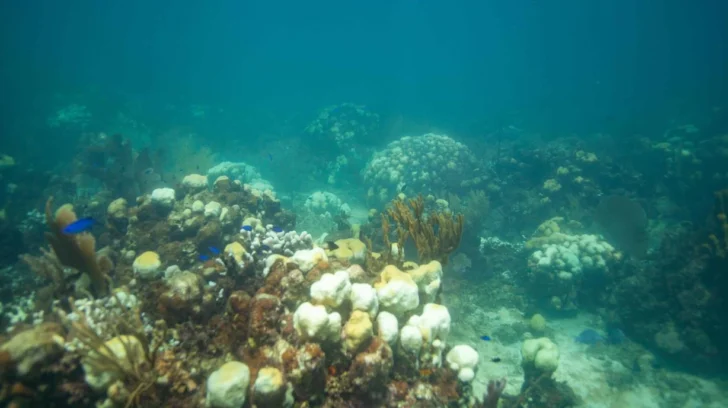 Estudio revela que el 88 % de la arena de playas dominicanas es de origen biológico