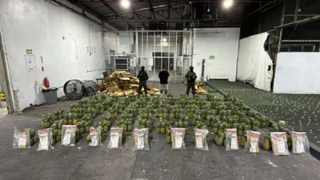Confirman 31 kilos de cocaína ocultos en cargamento de piñas interceptado en el AILA