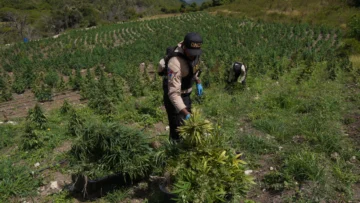 DNCD desmantela plantación con más de 3,000 matas de marihuana en San José de Ocoa; hay tres detenidos