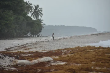 Fotogalería: Así luce el litoral de Paraíso ante la llegada del sargazo