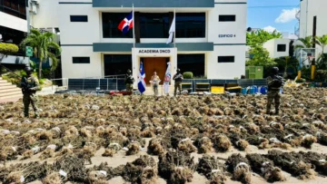 Decomisan más de 15 mil plantas de marihuana en Ocoa