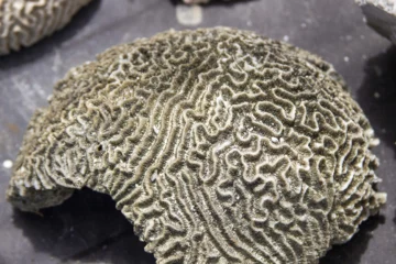 Los arrecifes de coral dominicanos se están muriendo: ¿Qué está haciendo el Estado?
