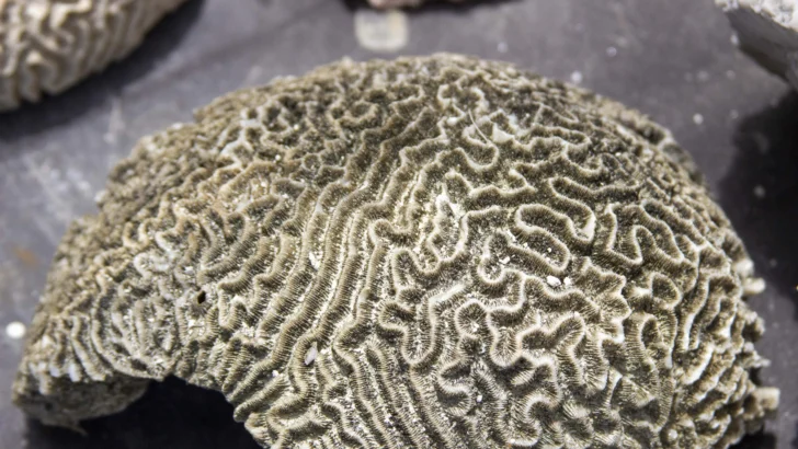Los arrecifes de coral dominicanos se están muriendo: ¿Qué está haciendo el Estado?