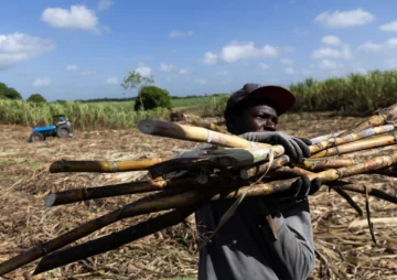 La industria azucarera dominicana mejora con el duro trabajo de los jornaleros haitianos
