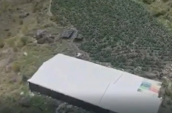 Decomisan más de 15 mil plantas de marihuana en Ocoa