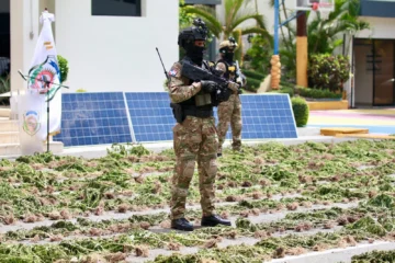 Plantación de marihuana desmantelada en Ocoa sumó 3,533 plantas y 3,200 libras, según Inacif