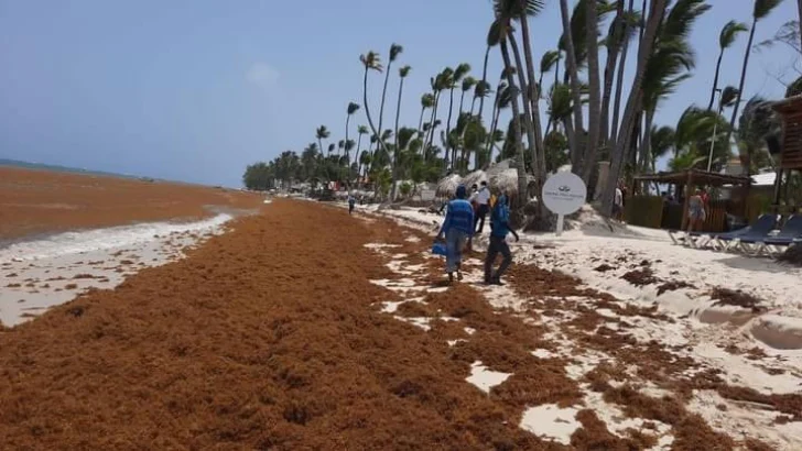 República Dominicana enfrenta uno de los grandes problemas del verano: el sargazo República Dominicana enfrenta uno de los grandes problemas del verano: el sargazo