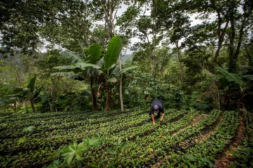 Mayor fondo climático del mundo aprueba USD 1.4 millones para el Yaque del Norte y Miches