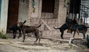 Fotogalería: Perros en situación de calle: una realidad invisible que crece en las ciudades del país