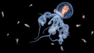 Las impresionantes imágenes de criaturas marinas que logra la intrépida buceadora que se sumerge en el mar de noche Las impresionantes imágenes de criaturas marinas que logra la intrépida buceadora que se sumerge en el mar de noche