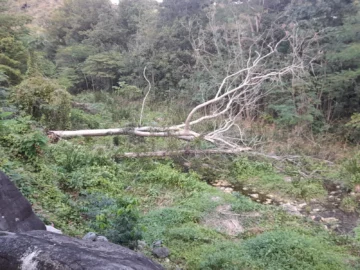 Denuncian tala de árboles en la ribera del río Nigua