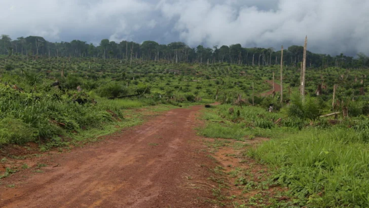 Brasil: Los incendios en la Amazonía cayeron a su mínimo histórico en 2025