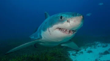 Buenos para las matemáticas y amantes del jazz: 8 rasgos extraordinarios que probablemente no sabías sobre los tiburones Buenos para las matemáticas y amantes del jazz: 8 rasgos extraordinarios que probablemente no sabías sobre los tiburones
