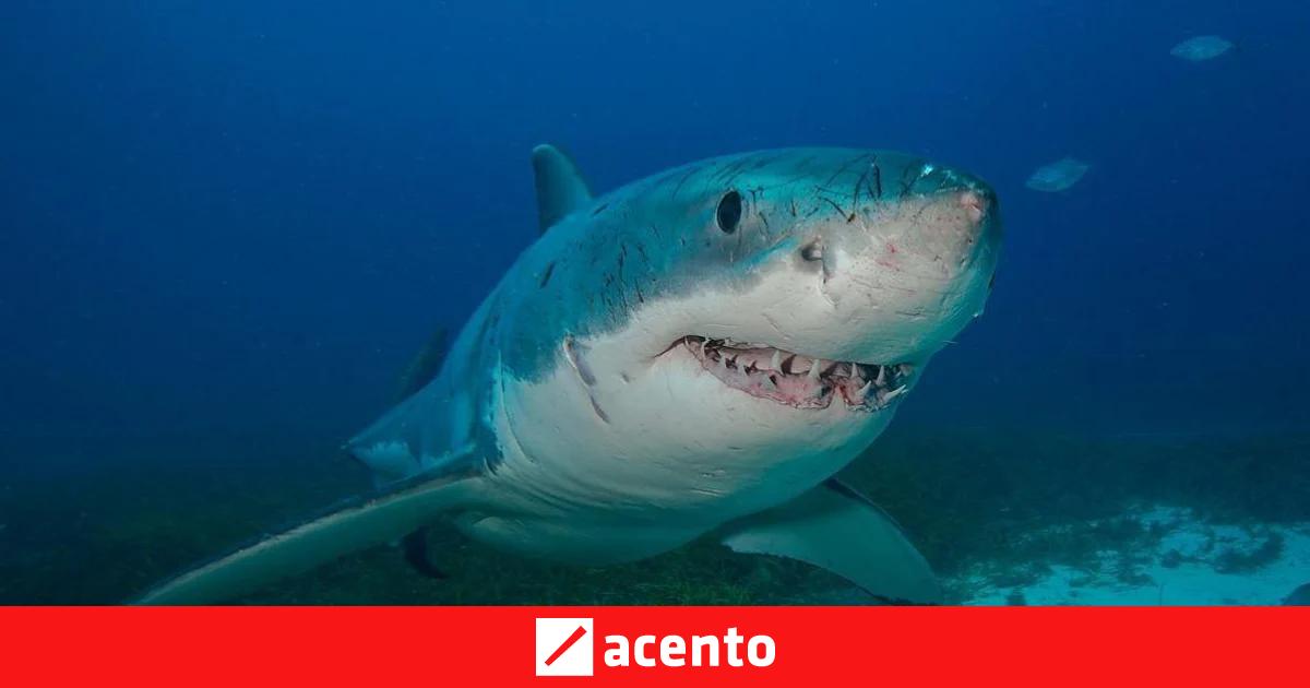 Más que depredadores: Los sorprendentes secretos de la inteligencia y evolución de los tiburones
