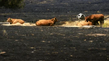 Los últimos de la lista: la batalla por salvar a cientos de animales cercados por el fuego en España