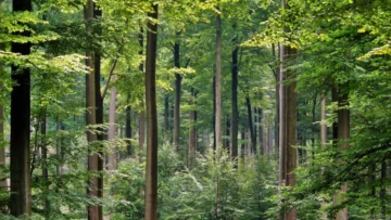 Francia: Debido al clima, la mortalidad natural de los árboles crece de manera inquietante Francia: Debido al clima, la mortalidad natural de los árboles crece de manera inquietante
