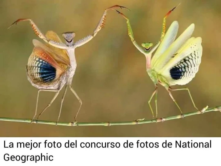 La foto verdadera más falsa: la guerra disfrazada, como las mantis del ballet