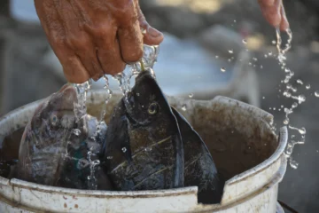 “Desde los 10 años vivo de la pesca”: la vida de Michel Rosado entre las olas de Azua