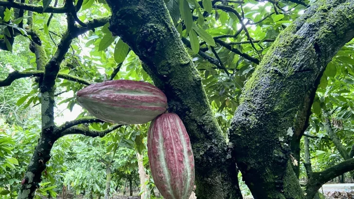 Cacao dominicano busca una denominación de origen mientras se adapta a las nuevas reglas de la Unión Europea