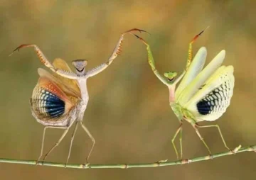 La foto verdadera más falsa: la guerra disfrazada, como las mantis del ballet