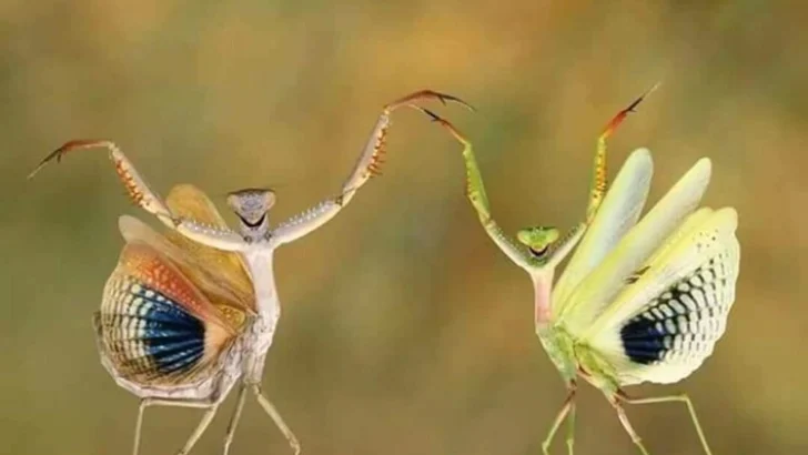 La foto verdadera más falsa: la guerra disfrazada, como las mantis del ballet