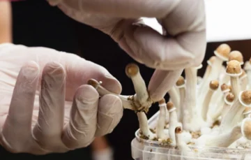 Grupos farmacéuticos aumentan inversión en psicodélicos