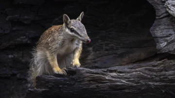 Numbats, los adorables animales que dan esperanza al país que es el epicentro mundial de la extinción de mamíferos