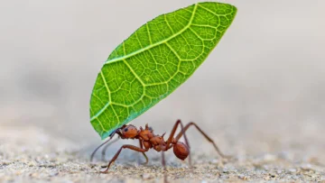 5 formas en las que los insectos toman decisiones y resuelven problemas (y qué podemos aprender de ellos) 5 formas en las que los insectos toman decisiones y resuelven problemas (y qué podemos aprender de ellos)