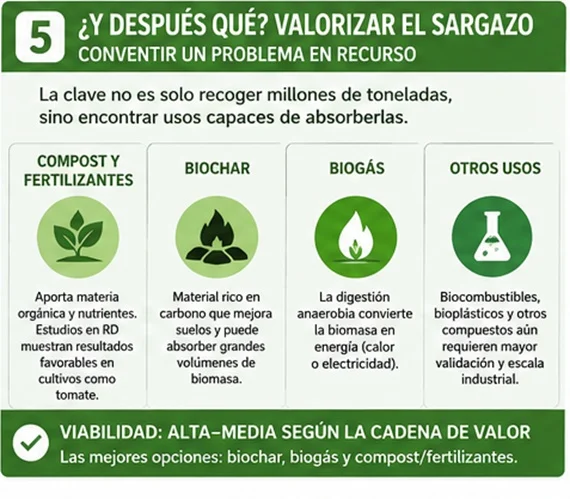 Del barco recolector al biochar: lo que realmente sirve frente el sargazo
