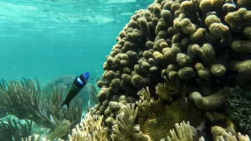 El Niño se intensifica con el calentamiento climático y viceversa (estudio)