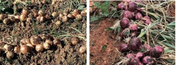 Productores agrícolas dominicanos advierten sobre sequías, calor y plagas