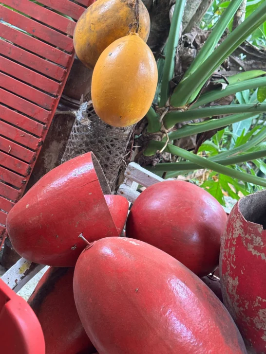 Crónica de un viaje hacia un sueño cumplido:  Visita a la Casa Taller de Desirée Cepeda