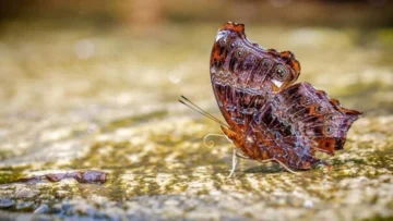 El cambio climático obliga a las mariposas a desplazarse a otras regiones