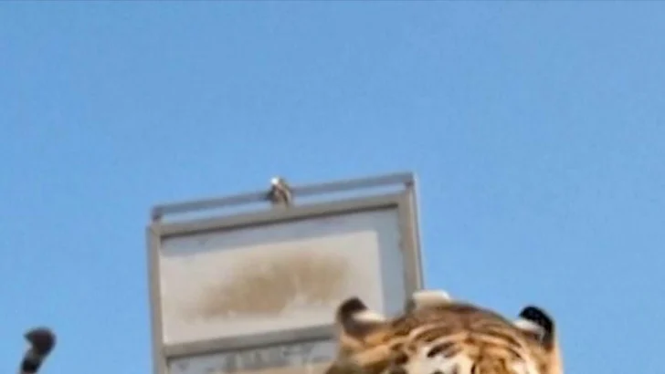 El momento en que se libera un tigre por primera vez en 70 años en Kazajistán