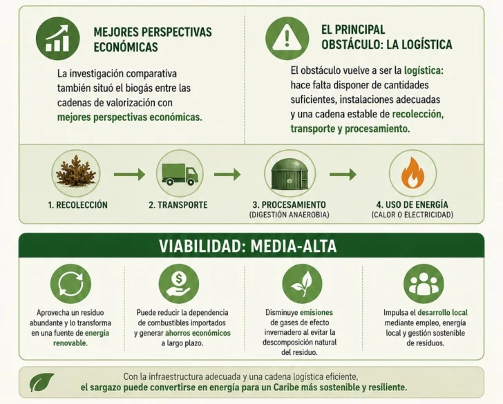 Del barco recolector al biochar: lo que realmente sirve frente el sargazo