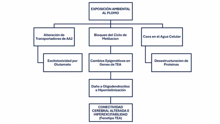 Neurotoxicidad por Plomo y Autismo