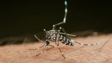 Sudáfrica: el calentamiento global aumenta los riesgos de malaria